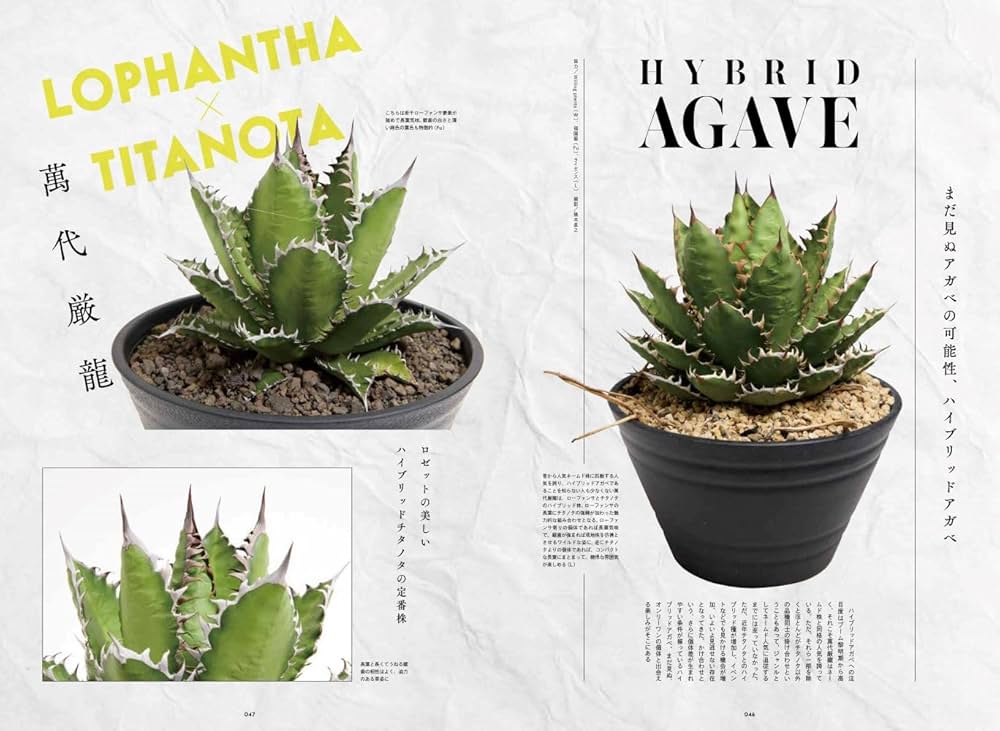 INDOOR JUNGLE （インドアジャングル）No.04 アガベ ニューオーダー