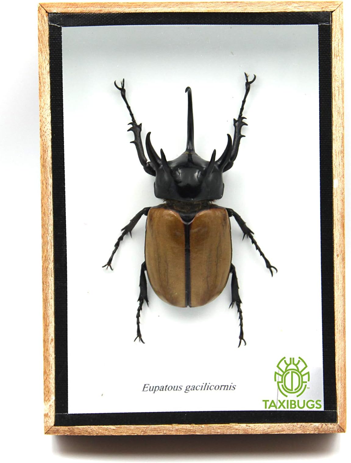 5 Horn Rhino Rhinoceros Beetle Taxidermy Insect Entomology Gift in a wooden box