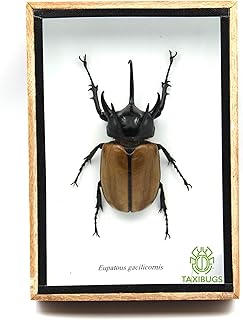 Real 5 Stag Gracilicornis Beetle Insect Taxidermy in Box