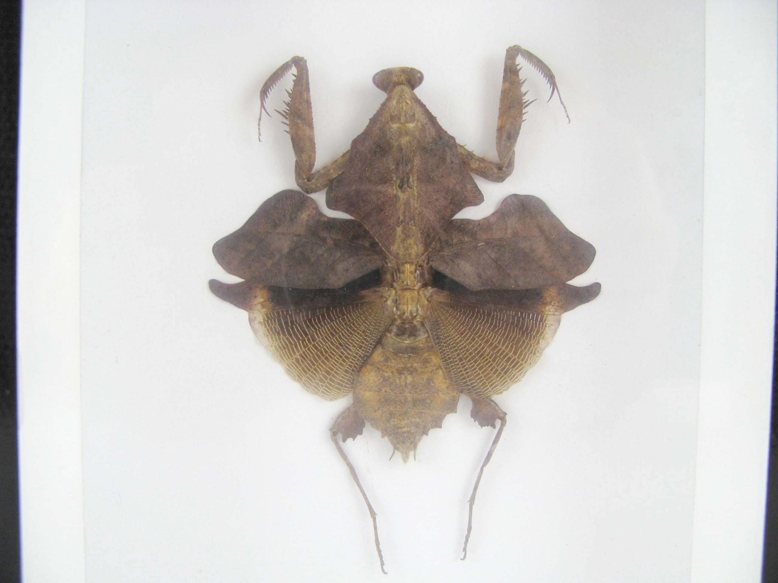 asiahouse24 Dead Leaf Mantis (Deroplatys desiccata) - Praying Mantis - Real Giant and Exotic Insect in 3D Showcase Framed - Taxidermy Wall Art for Living Room