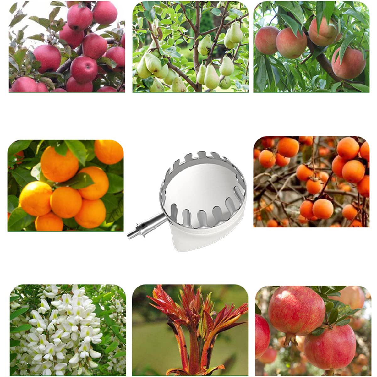 Raccoglitore di Frutta con Manico Telescopico, Raccoglitore di Frutta Facilmente Regolabile Strumento di Raccolta All'aperto Testa Raccoglifrutta in Metallo per La Raccolta di Frutta in Grande