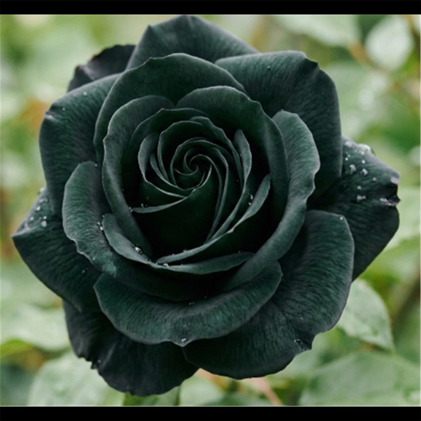 Miniature Rose Shrub - Dwarf Variety, Highly Saturated Flowers, Perfect for Outdoor Potted Decoration/That Grow Fast/Golden Jade Carving-4 Root-A