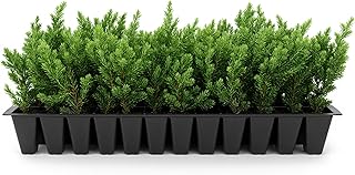 Blue Pacific Shore Juniper | 10 Live Plants | Juniperus Conferta | Evergreen Ground Cover, Hardy Coastal Landscaping, Low Maintenance Shrub, Drought Tolerant, Spreading Growth