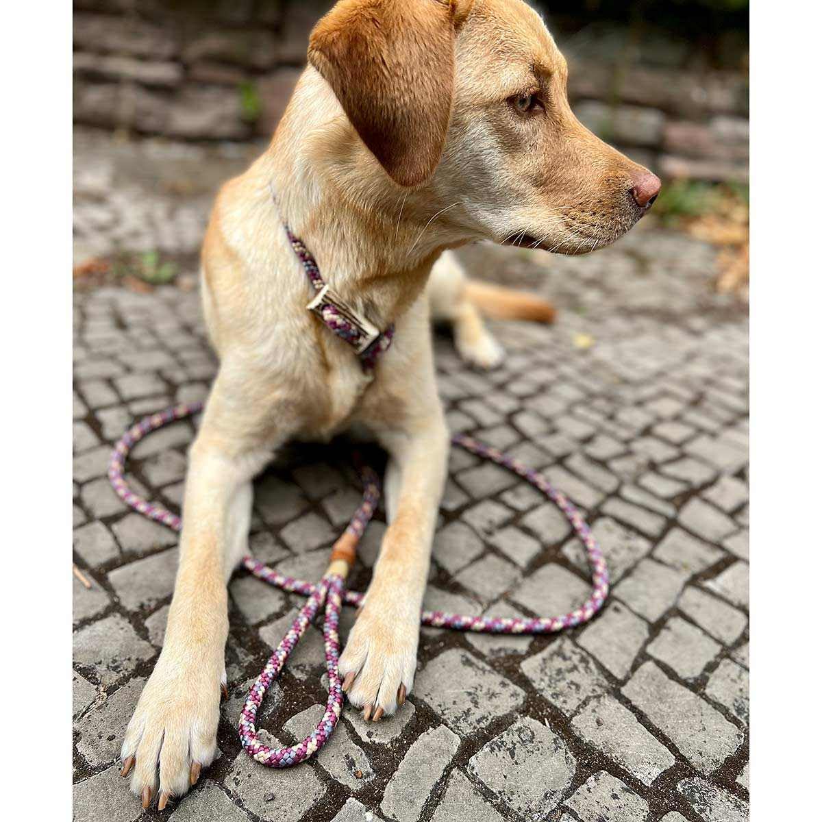 Retriever-Leine/Moxonleine Elegant-Style | handgefertigte Hundeleine aus Tau mit Halsbandfunktion & Horn-Stopper | 8mm – besonders leicht & handlich | Training, Alltag & Spaziergang