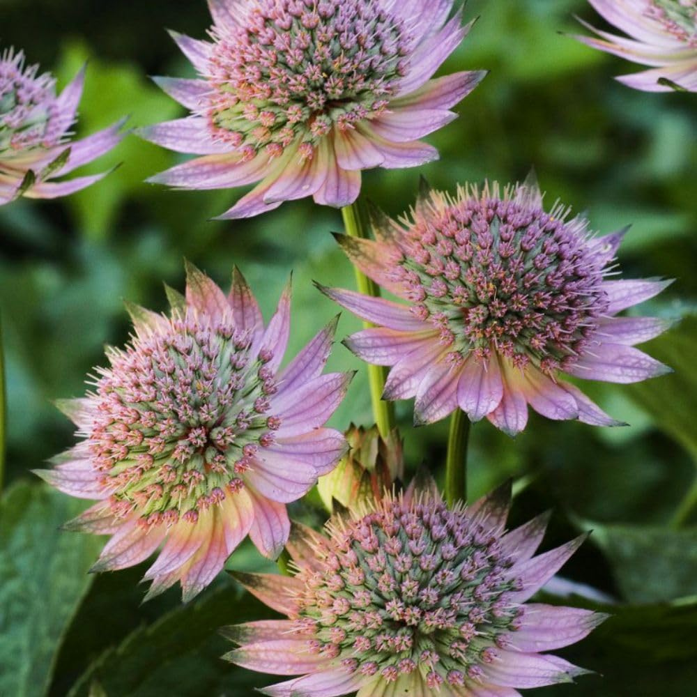 Masterwort Astrantia ‘Florence’ - Hardy Perennial with Delicate Pink Blooms - Ideal for Cottage Gardens and Mixed Borders - Pollinator-Friendly - Shade-Loving – 1x 9cm by Thompson and Morgan