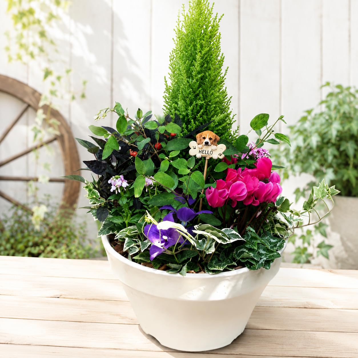 Amazon｜季節のお花でおまかせ寄せ植え コニファー ゴールドクレスト