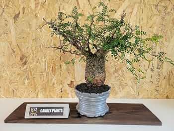 Amazon.co.jp: 発根済 現地球 オペルクリカリア パキプス 鉢付き