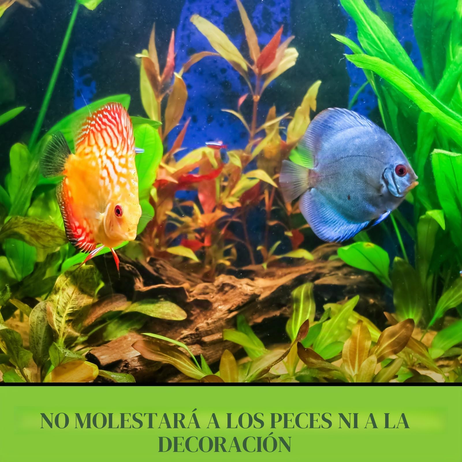 Python - Sistema de Mantenimiento de Acuario sin derrames, Limpiador de Grava y Cambiador de Agua, 50 pies