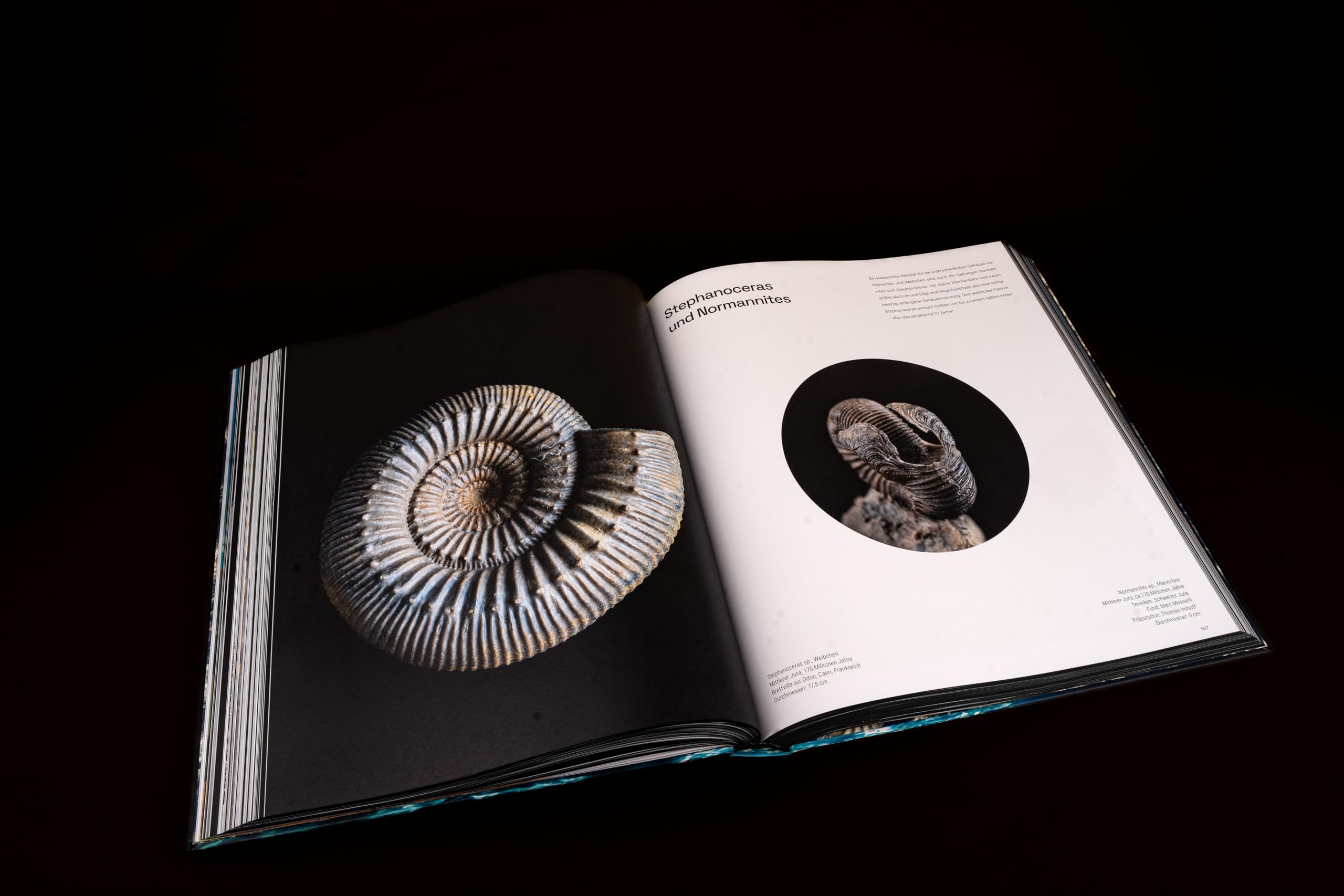 Ammonite Masterpieces - DEUTSCHE AUSGABE