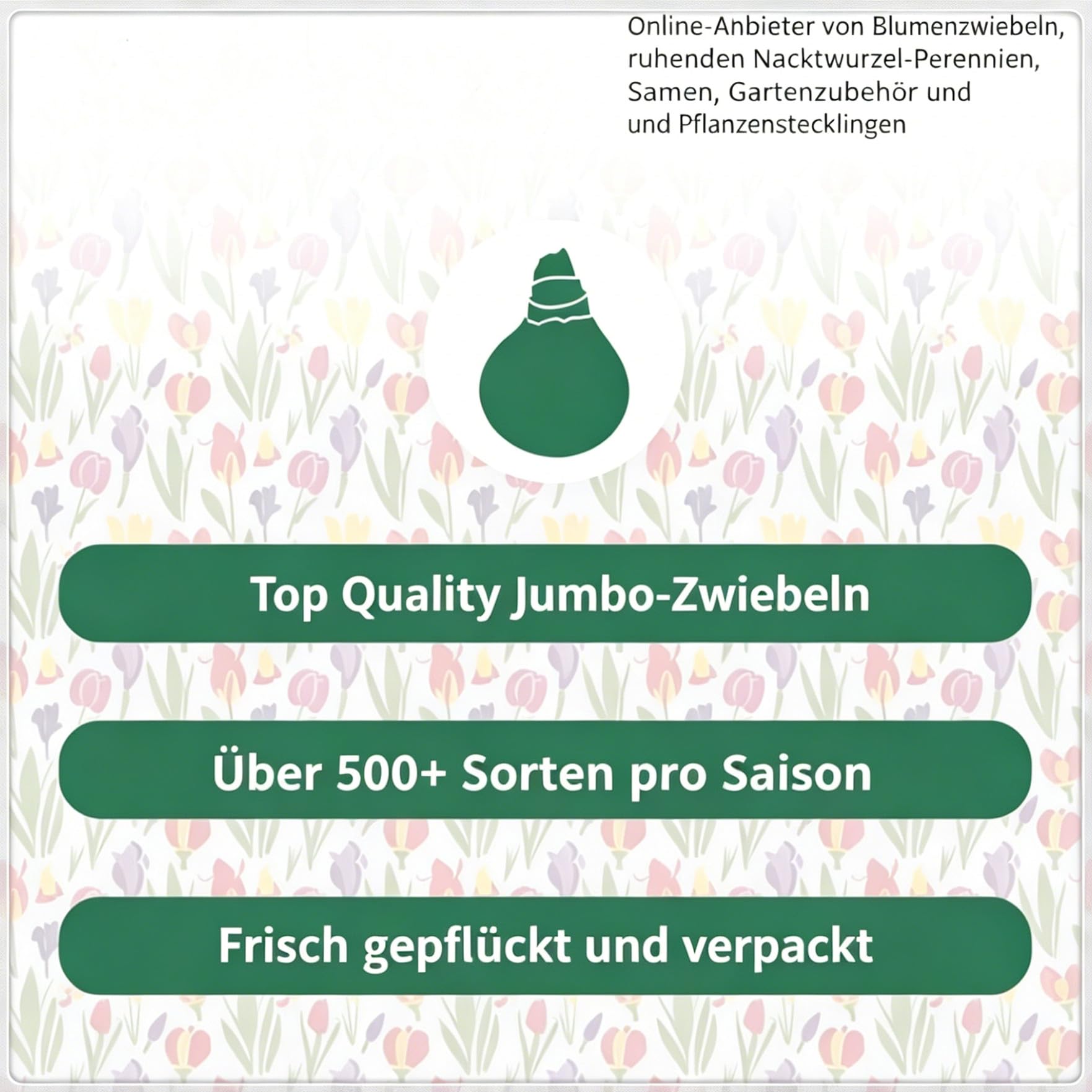 Gladiolen Rhizom-Begrenzte Auflage-Premium Geschenke-Ausgefallenes Design-Elegant Modern-15 Rhizom-C
