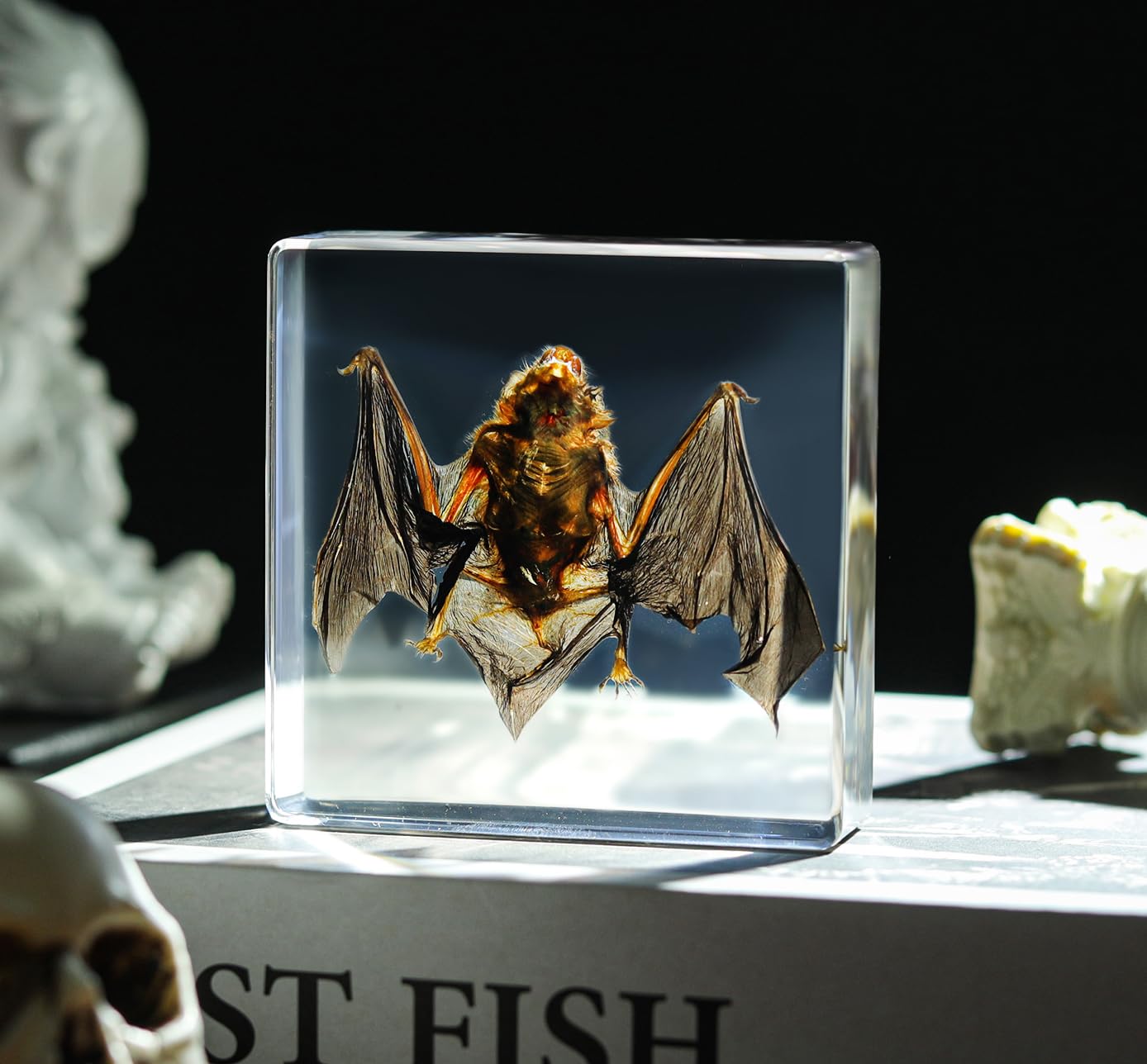 Real Taxidermy Bat, Bat Animal Specimen in Resin for Science Classroom Science Education.This Will Be The Perfect Gift for Specimen Enthusiasts!