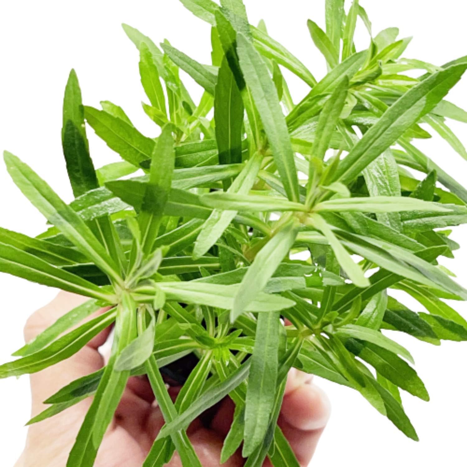 Pogostemon Octopus Potted Live Aquarium Plant Tropical Freshwater Decorations BUY2GET1FREE