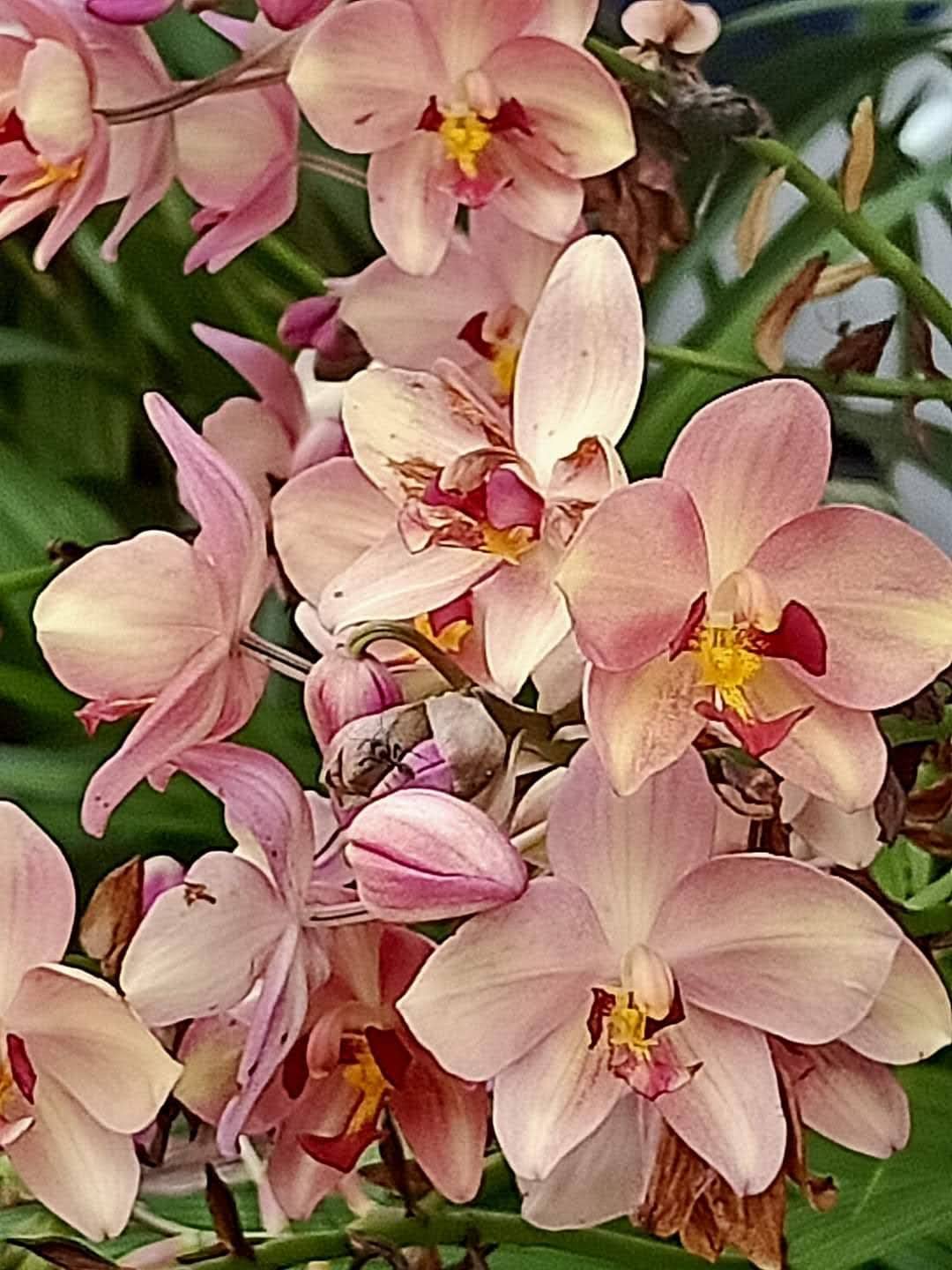 Evergreen Trader Ground Orchid Live Plant without pot (Purple Peach Giant) (B0CBVQG28Q) Amazon Price History, Amazon Price Tracker