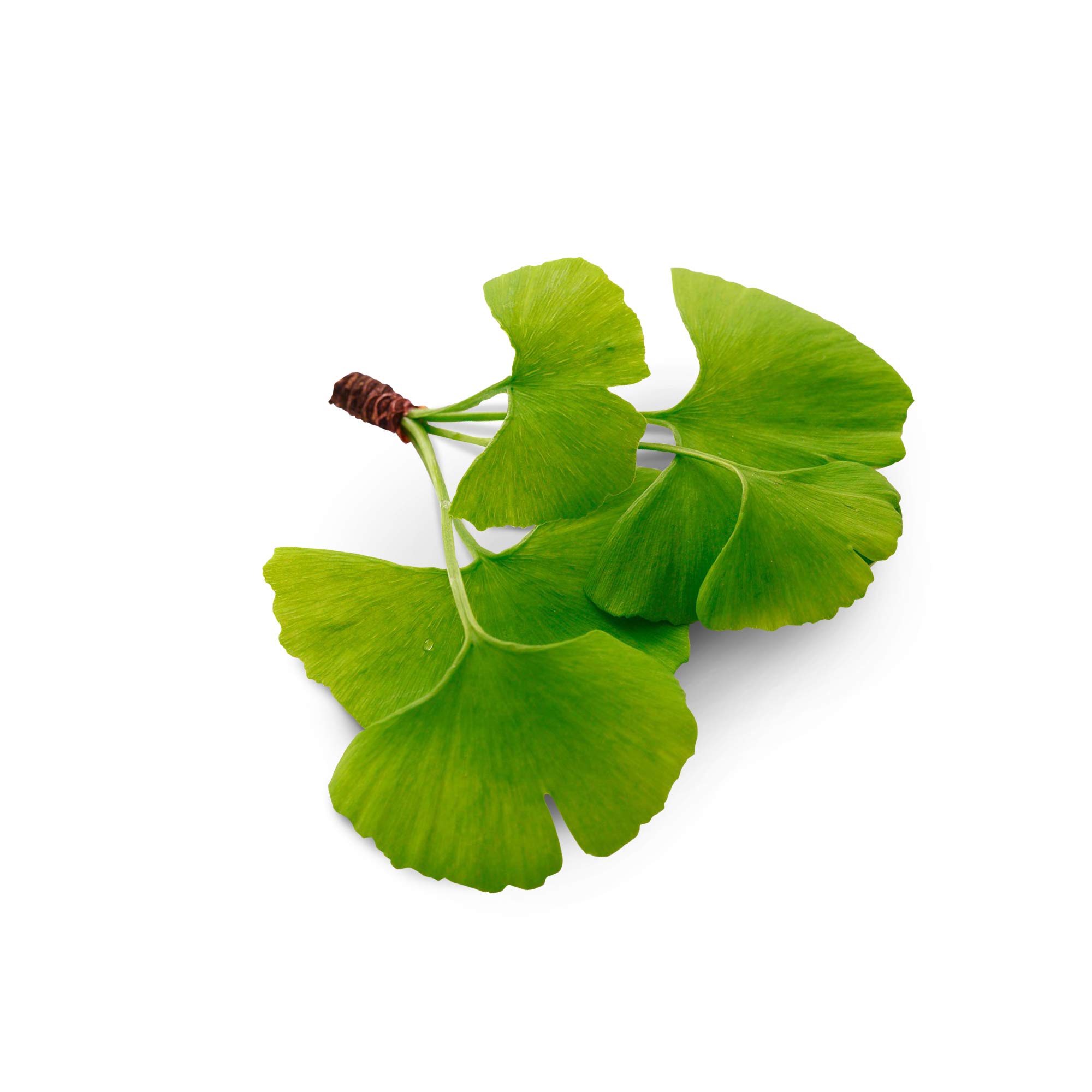GINKGO BILOBA * PACK 3+1 GRATIS * 60 mg / 480 capsule