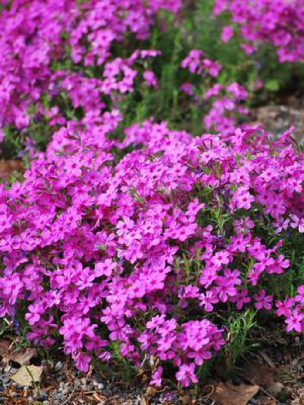 Phlox subulata Drummonds Pink