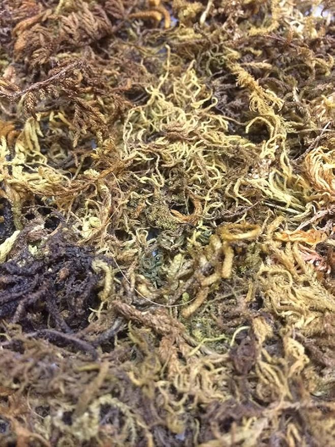 VK HORE Sphagnum Moss for Orchid Plant Soil, Air Layering and Mulching 150Gram(Green and Brown