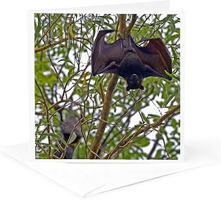 3dRose Greeting Card - Australia, No. Territory, Kakadu NP, Black Flying Fox-AU01 BFR0064 - Bernard Friel - Foxes