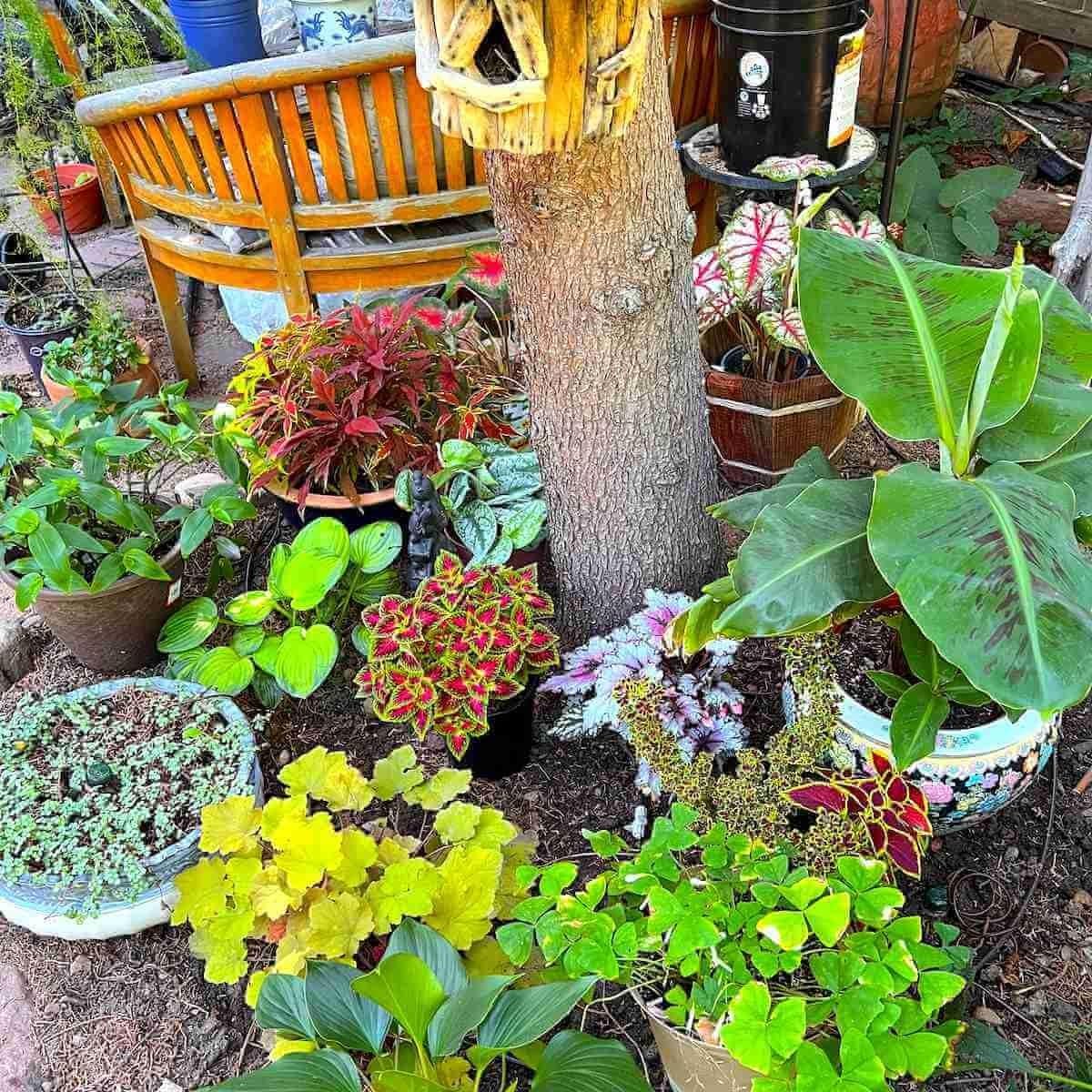 Backyard Irrigation Kit, Gravity Drip System for Container Gardening