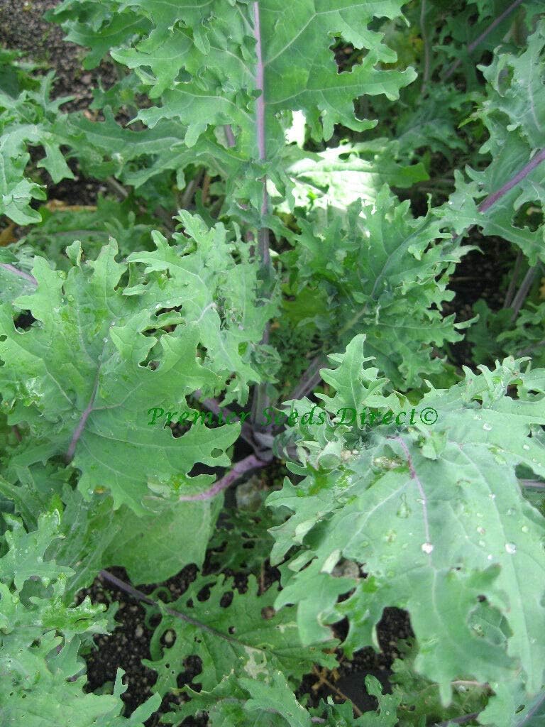 Vegetable Kale Borecole RED Russian 2000 Finest Seeds