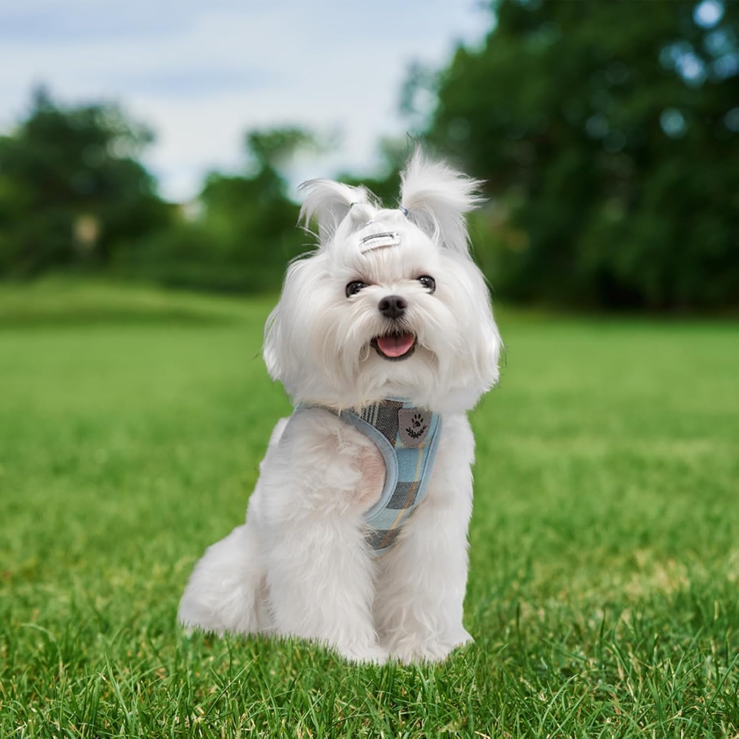 EXPAWLORER Classic Plaid Puppy Harness - Small Dog Collar and Leash with AirTag Holder Case - Soft Mesh Padded Adjustable Dog Vest Harness No Pull, Reflective Escape Proof for Outdoor, Blue XS