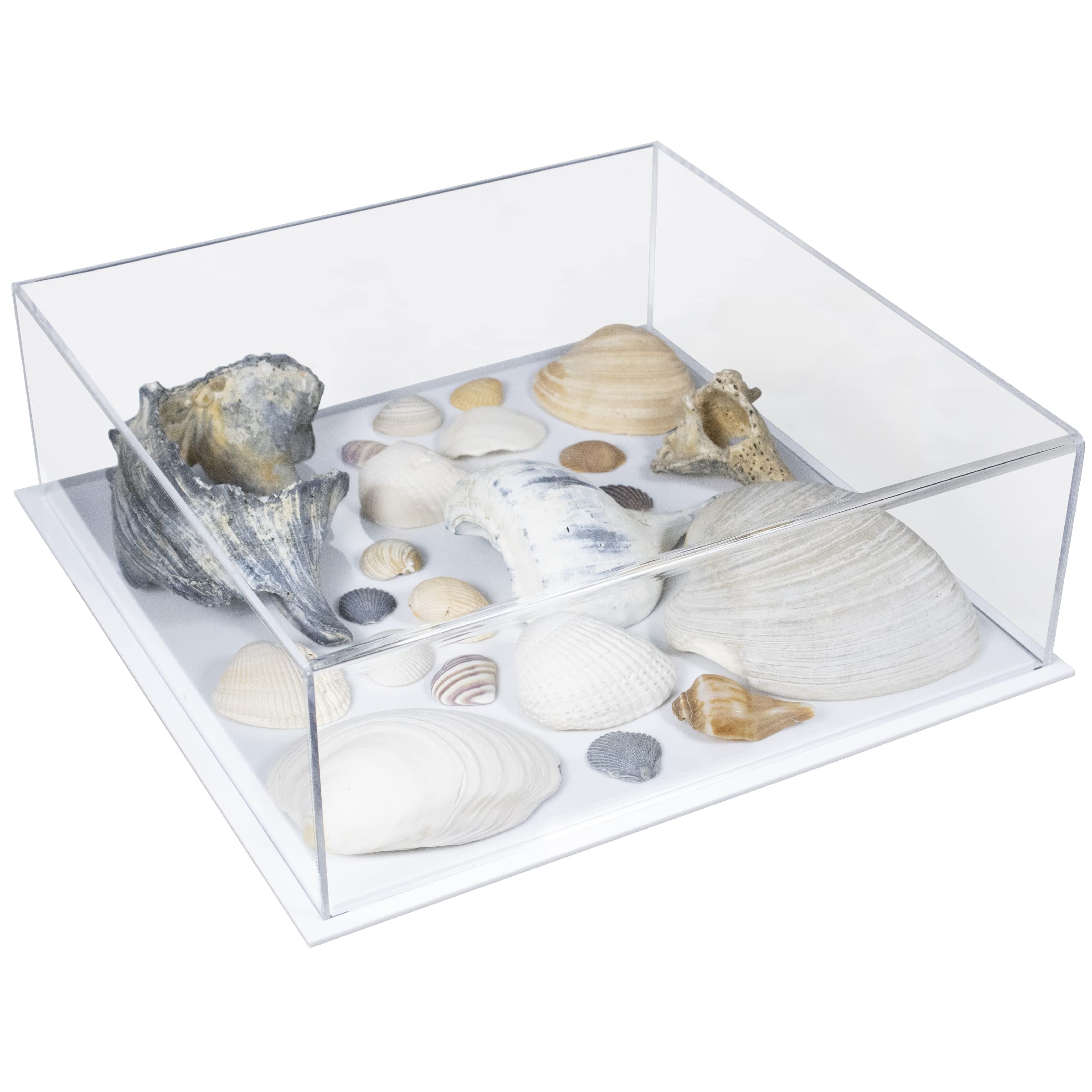 Better Display Cases Wszechstronna akrylowa przezroczysta gablota – średnie prostokątne pudełko z białą podstawą 30 cm x 30 cm x 10 cm (A030B-WDS)