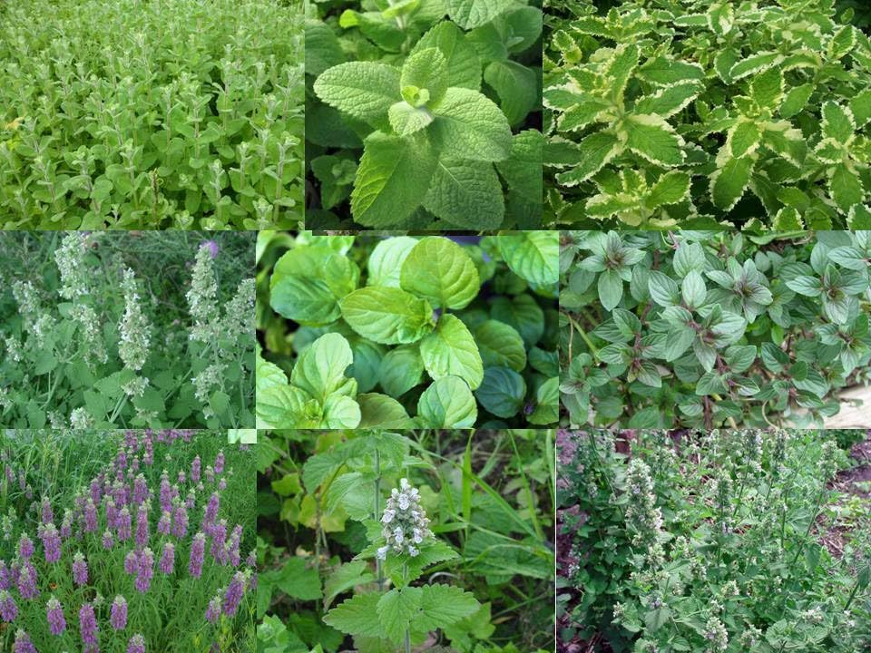 Minze - 9 Sorten - Mint - 9 varieties - 165+ Samen - DUFTIGE RARITäTEN! V 155