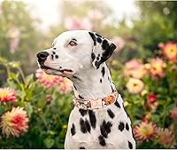 Vista 5 de Lionheart glory Collar de perro floral de alta calidad, collar de primavera para perro, ajustable, resistente, para perros pequeños