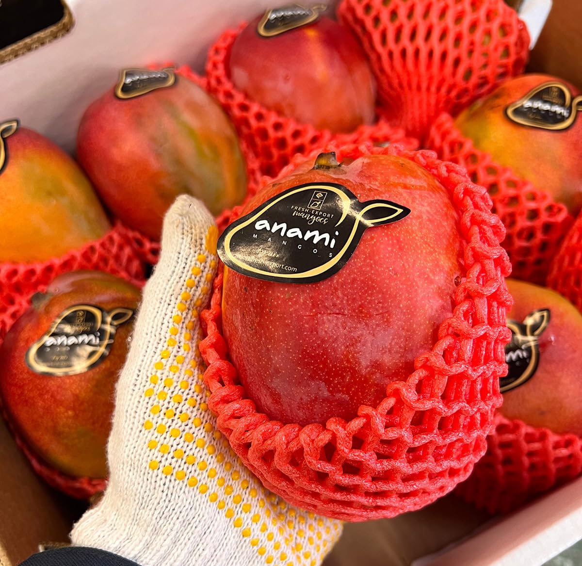 Amazon.co.jp: Mexico Apple Mango, Approx. 13.2 lbs (6 kg), Large