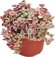 Vista 11 de Suculentas vivas Sedum Adolphi 'Firestorm' (10 cm), plantas suculentas totalmente enraizadas en macetas con tierra, planta de interior de fácil