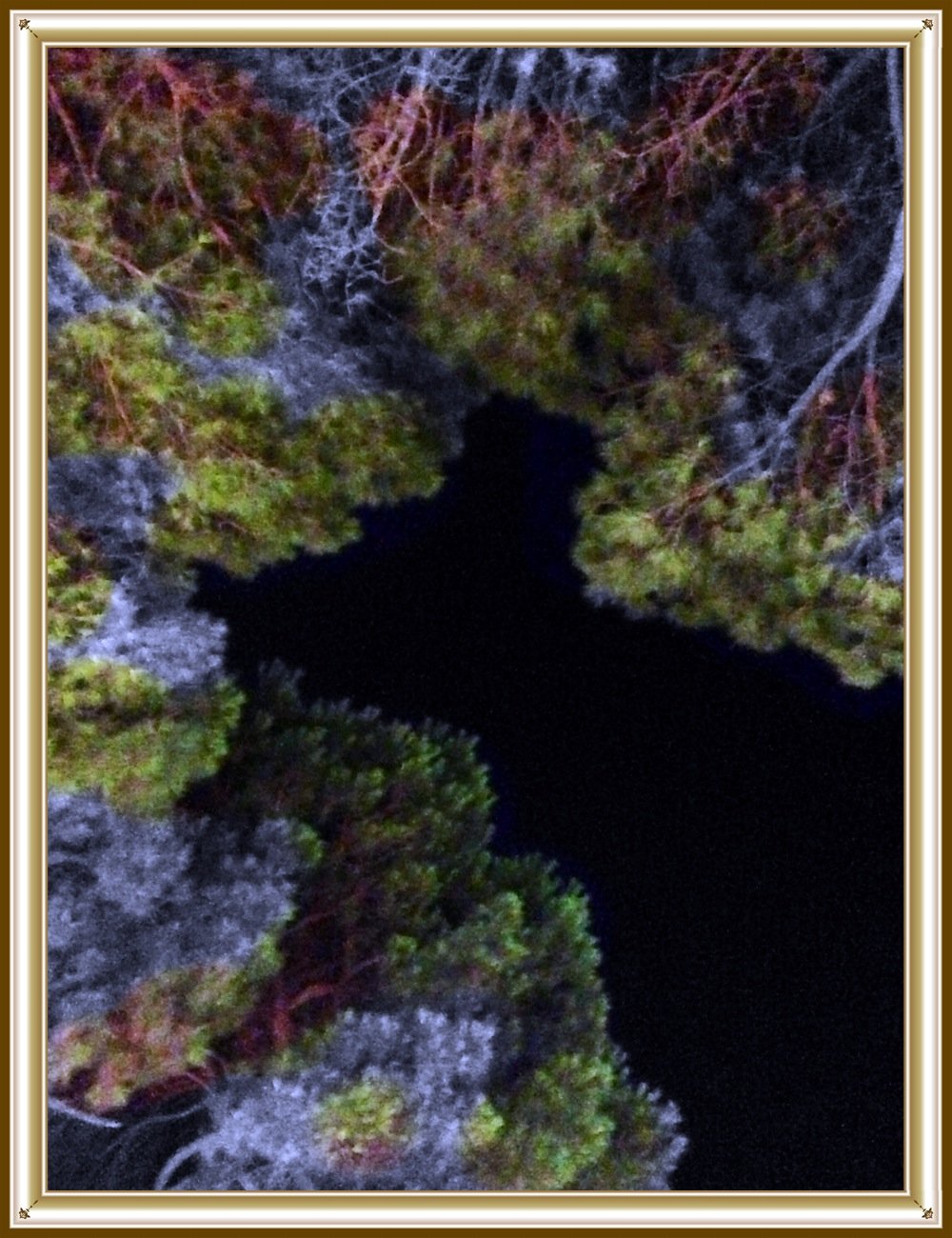 anche gli alberi sorridono e nessuno lo sa (Italian Edition)