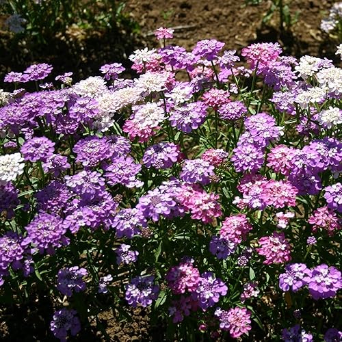 Candytuft, semillas de mezcla de hadas enanas, 50 semillas, hermoso rosa, lavanda, flores blancas