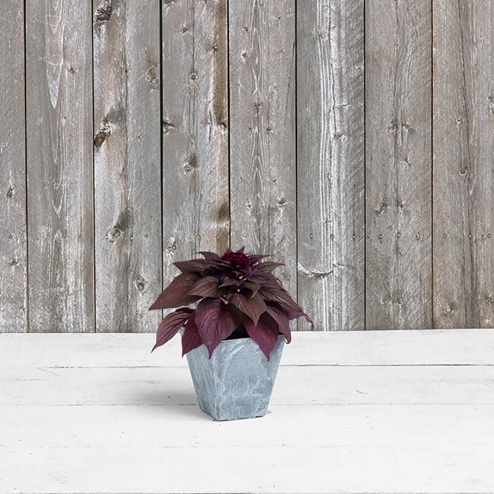 Amazon.com : Root & Vessel, 35060 Ella Square Planter, 6-Inch