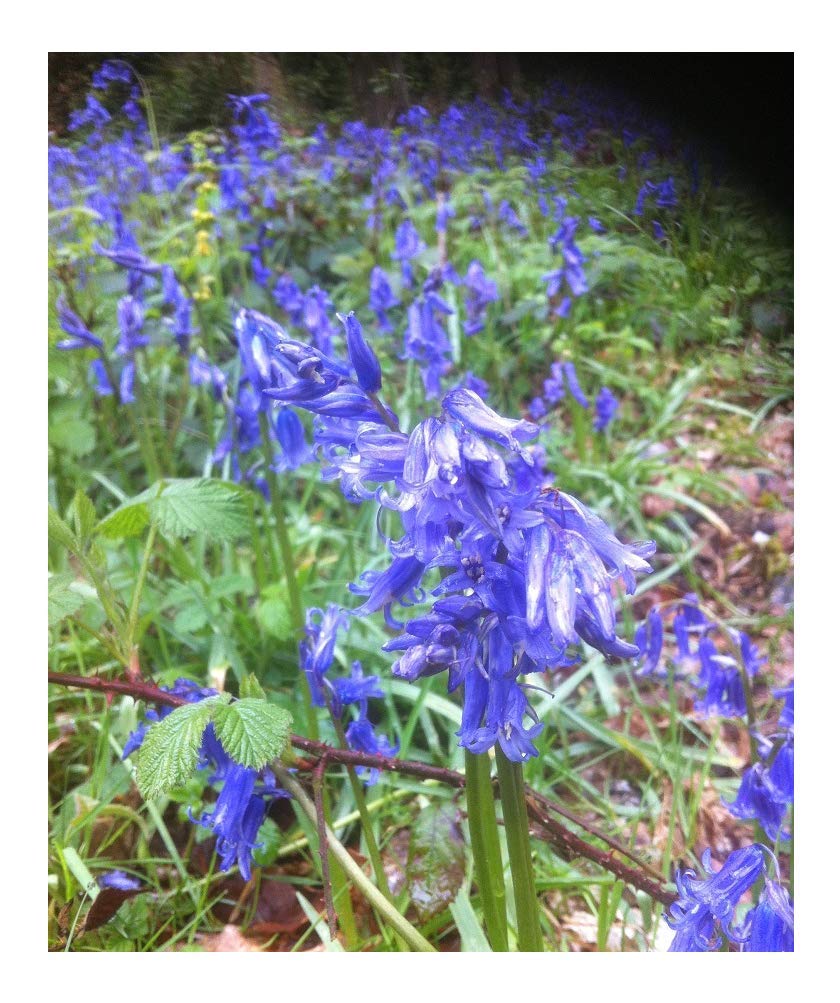 Pure English Bluebell - 200 Bulk