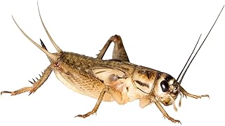 Bulk Pack of 240 Large Crickets in Tins Conveniently Packed Food Insects Feed Animals product image