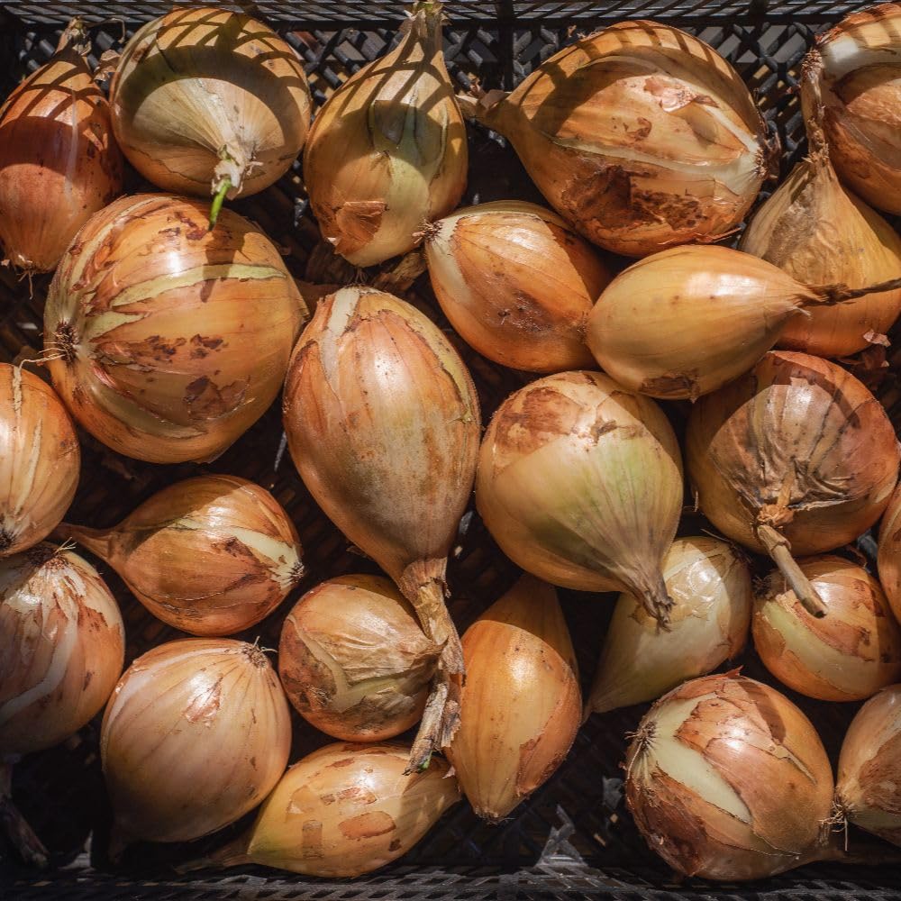 Shallot Golden Gourmet - 1000g, Spring Planting, RHS Award Winner for Large Bulbs, Excellent Winter Storage, Great Flavour & Colour - Thompson & Morgan