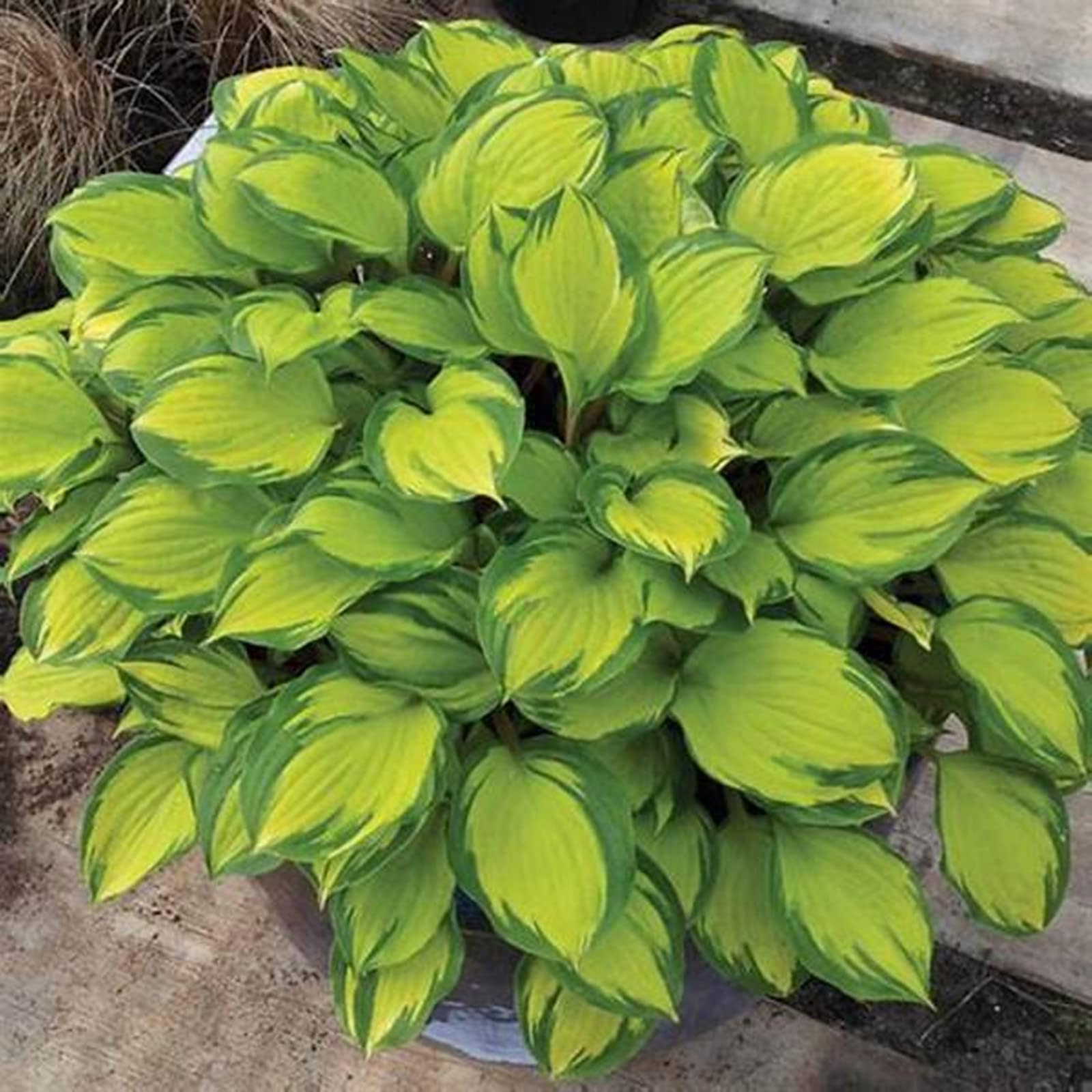 Hostas Bulbs for Planting UK Strong Plants That Grow Well Golden Jade Carving Feels Beautiful Now Mixed Garden Crop for Planting Now Greening Flower Cut Flowers Flowering Rhizome-8Bulbs-greenB