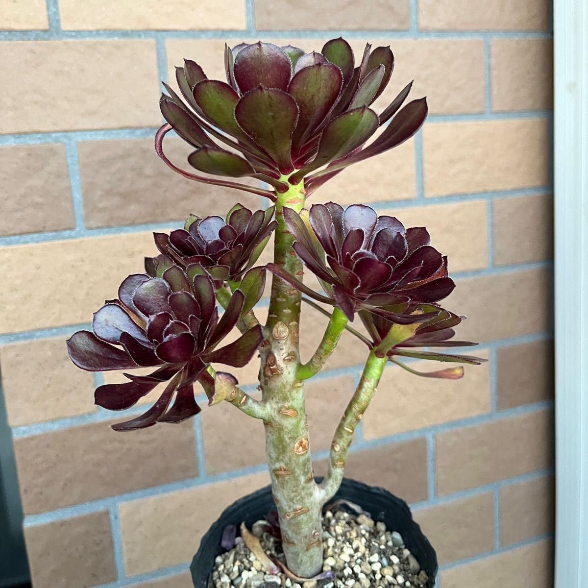多肉植物。 黒法師抜き苗（大群生） Amazon.co.jp: 多肉植物 黒法師 抜き苗 枝分かれして多頭です : ホビー