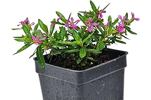 Cuphea Hyssopifolia Tiny Elfin Herb: Captivating Mexican Beauty