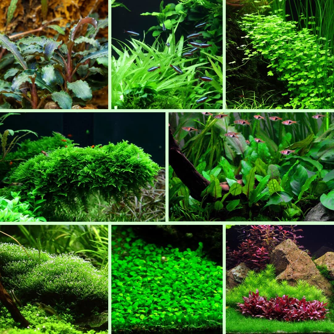 Easy Pack Aquarium Plant Live Aquatic Tropical Fish Java Moss Crypt Rotala (1 Potted Plant)