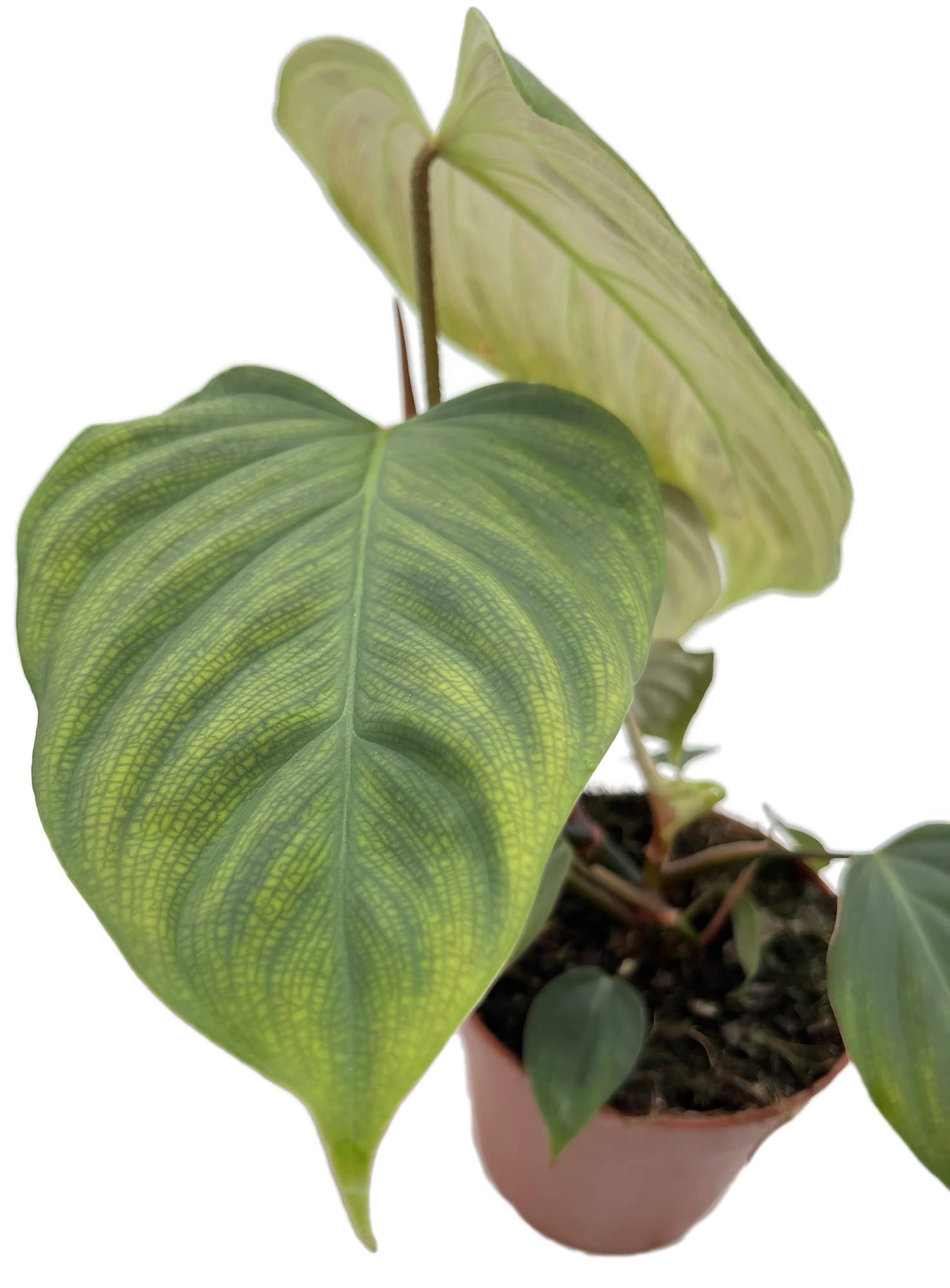 Fangblatt - Philodendron spec."Fuzzy Petiole" (Squamicaule) - seltener  Baumfreund im  12 cm Topf - auergewhnliche Zimmerpflanze : Amazon.de:  Garten