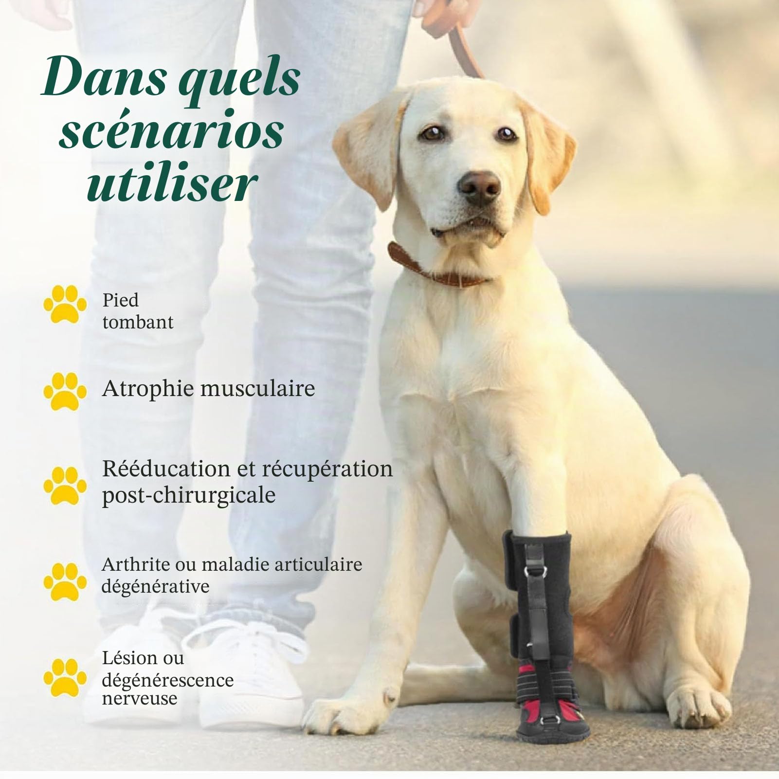 Focket Attelle pour Patte tombante avec Enrouleur,Chaussures correctrices antidérapantes pour Chien permettant de relever Les Orteils en Toute sécurité en Cas de problèmes de Pattes (S)