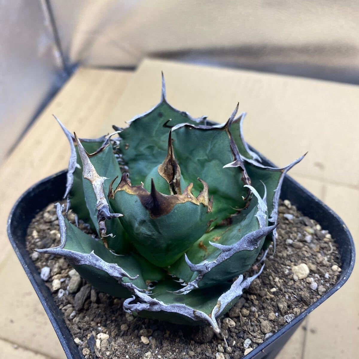 Amazon.co.jp: 種 Agave titanota FO-076 アガベ チタノタ