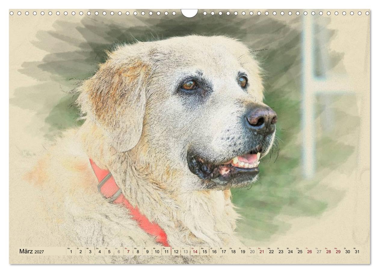 CALVENDO - Golden Retriever 2027 (Wandkalender 2027 DIN A3 quer), Monatskalender: Golden Retriever im kunstvollen Aquarell-Stil. Jedes Monatsmotiv gleicht einem kleinen Kunstwerk