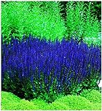 50 Blue Queen Salvia Seeds for Planting, Butterfly,...
