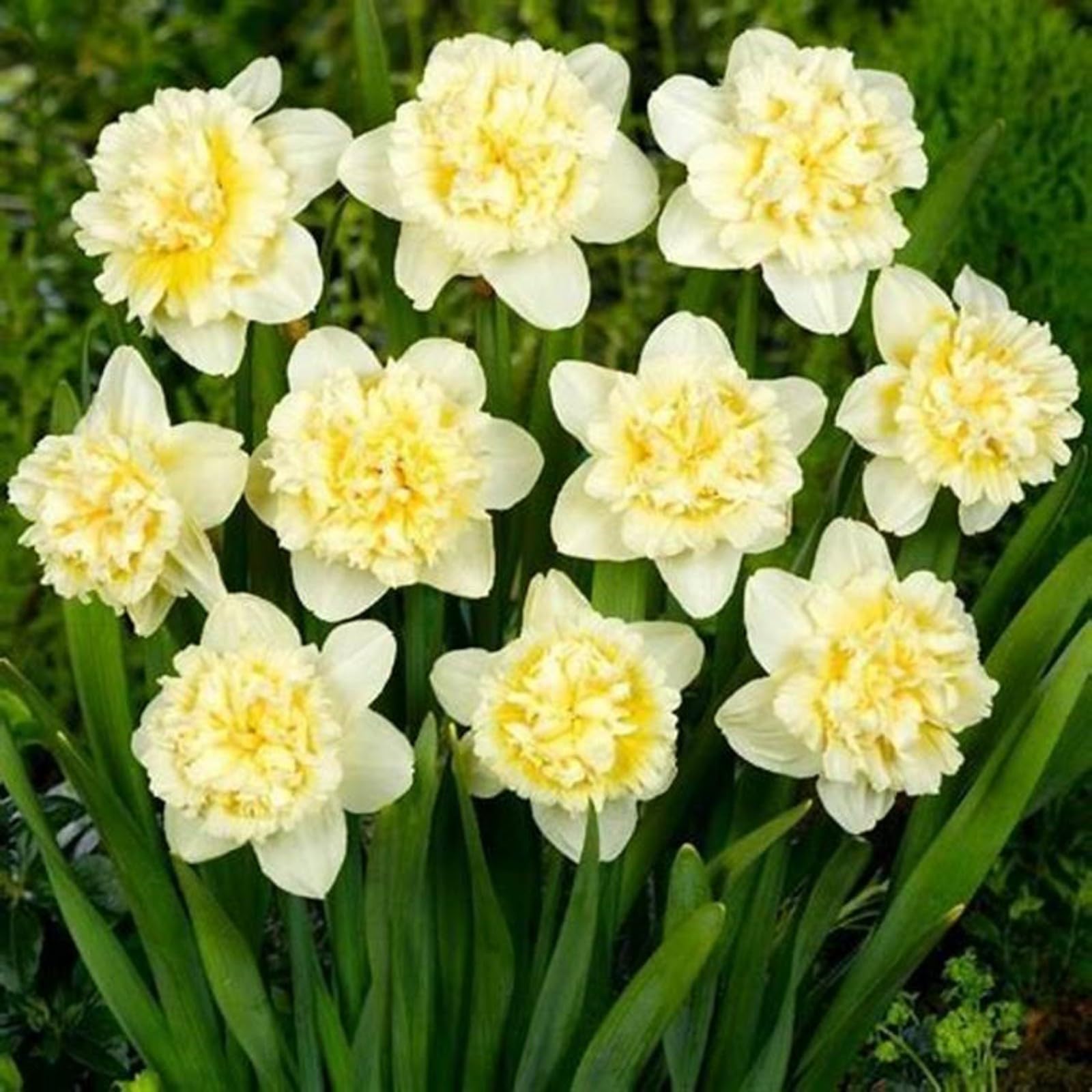 Gorgeous Daffodil Bulbs Mix for Planting Now UK Perennials/Home Decoration/Strong Plants That Grow Well/Fragrant,Greening Flower/Natural Organic/Landscape Design Plants.-10bulbs-D