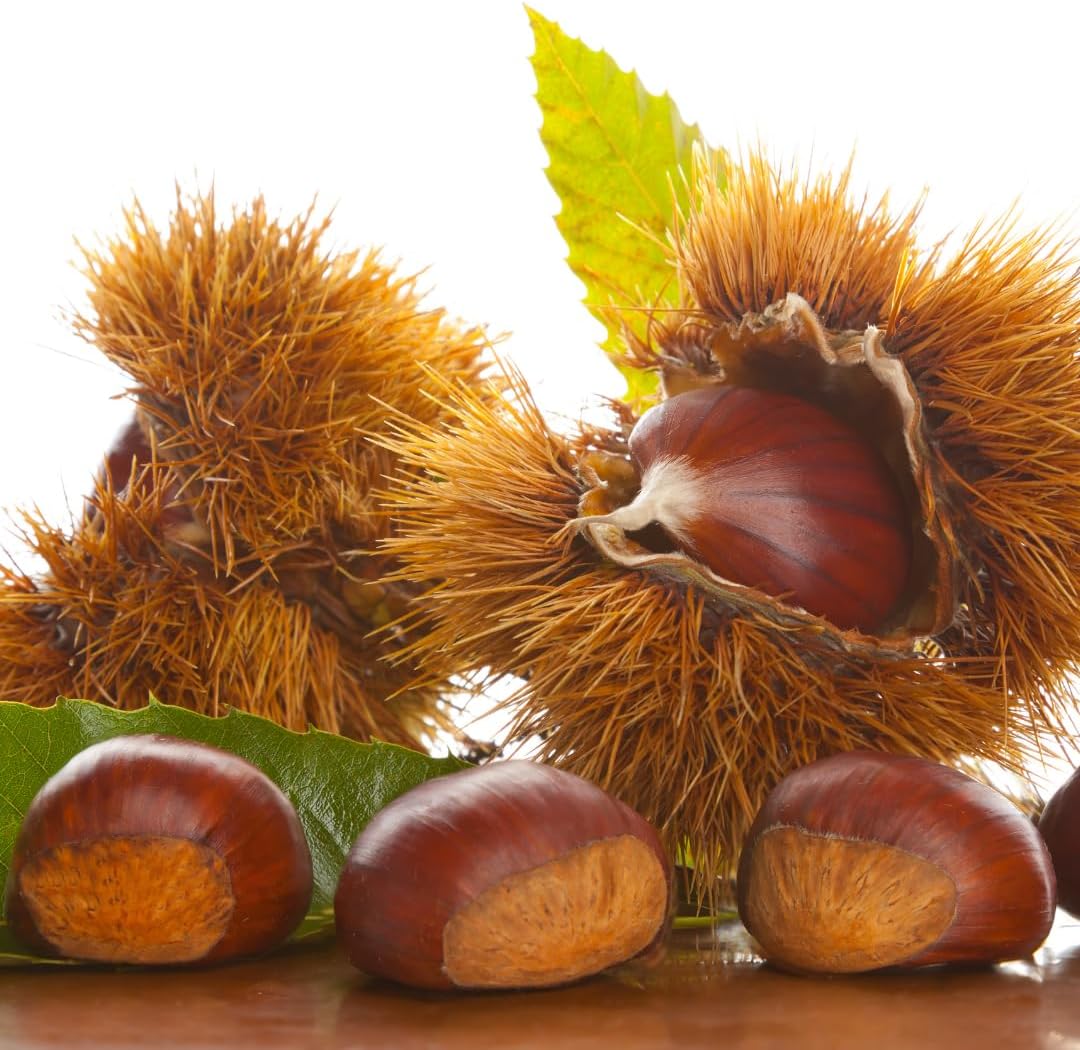 2 Bare Root Chestnut Trees Live, 2–3 Ft Dormant Seedlings, Cold Hardy Nut Trees for Outdoor Planting Spring