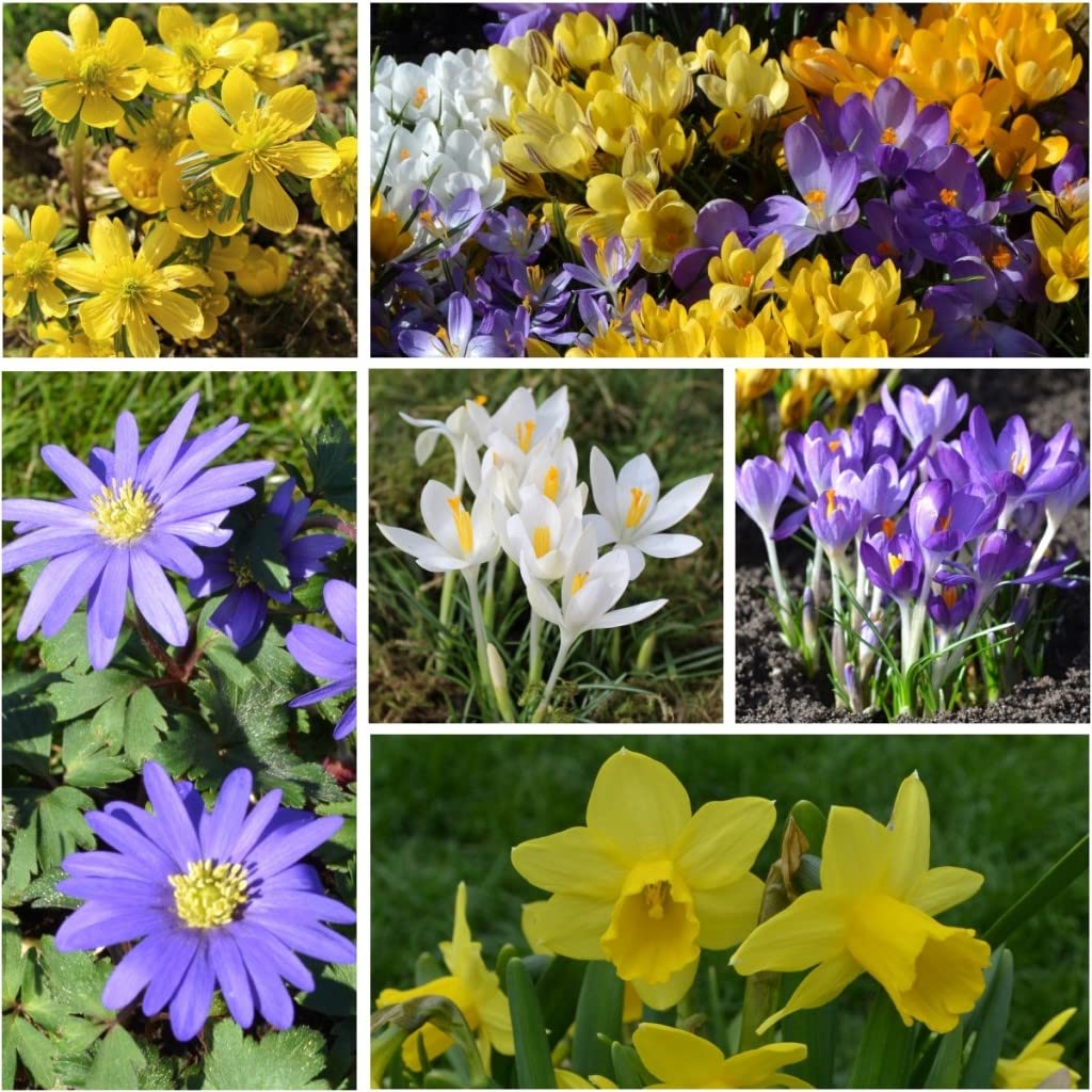 300 Blumenzwiebel bunte Mischung Tulpen Narzissen Krokus Muscari Allium mehrjährig winterhart