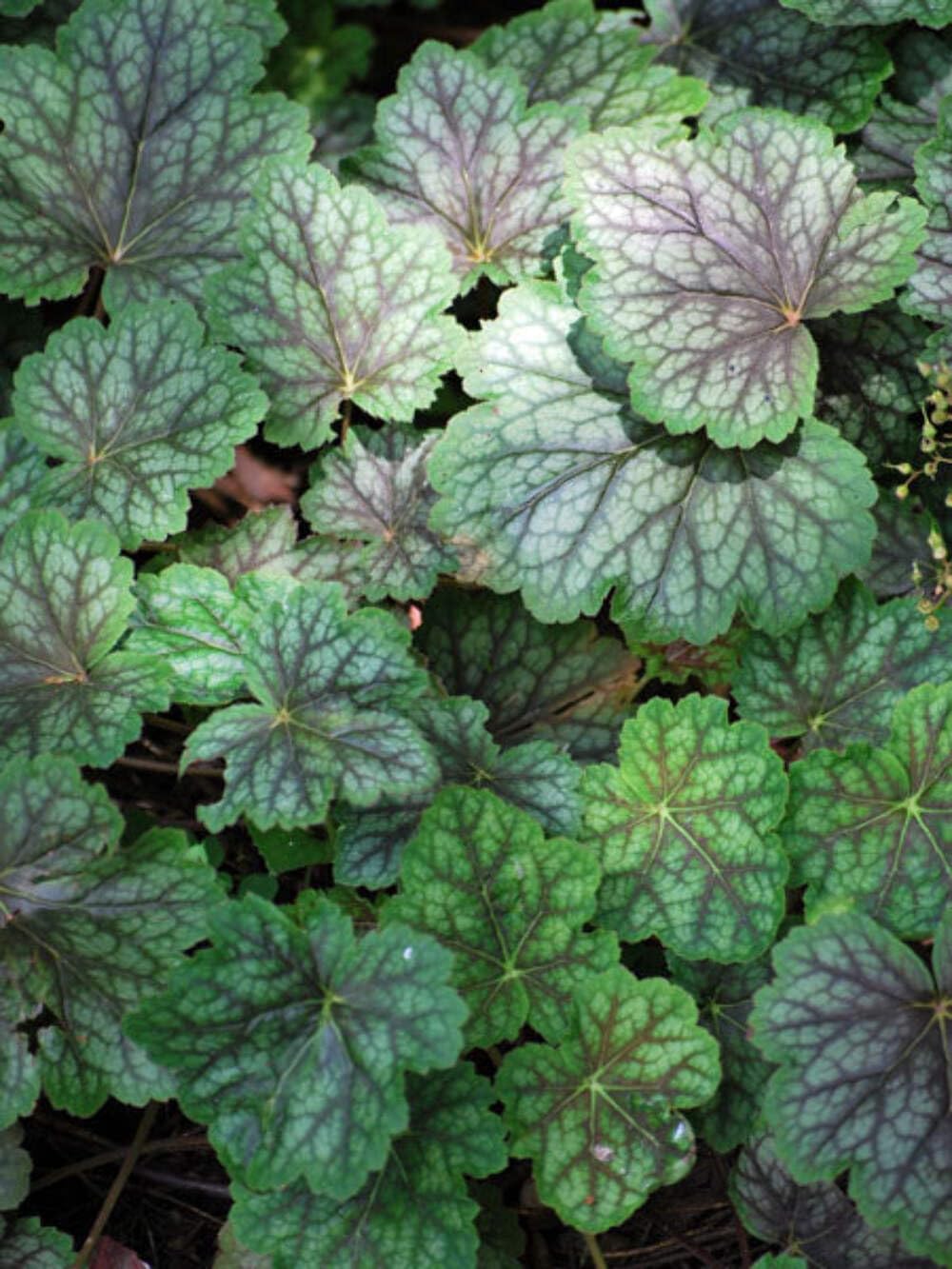 Heuchera Dale's Strain