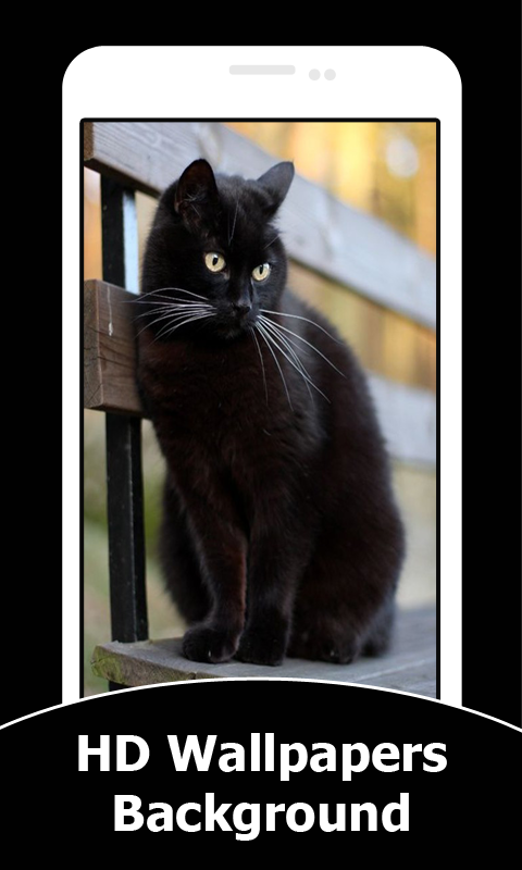Black Cat Wallpapers - App on Amazon Appstore