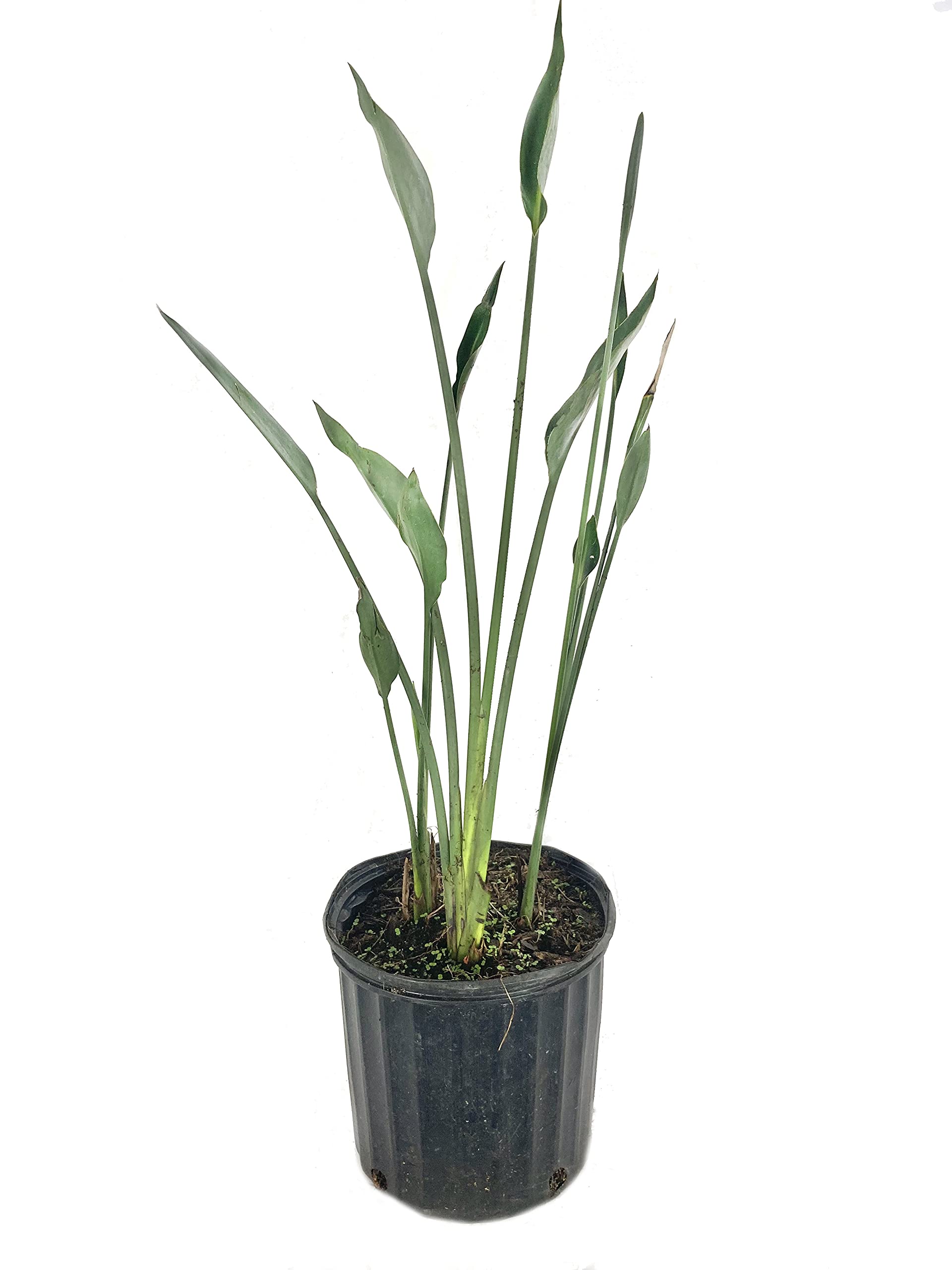 Buy Leafless Orange Bird of Paradise Live in a 3 Gallon Pot